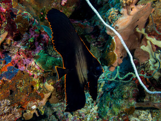 Juvenile pinnate spadefish on coral reef near Bohol, Philippines.  Underwater photography and travel.