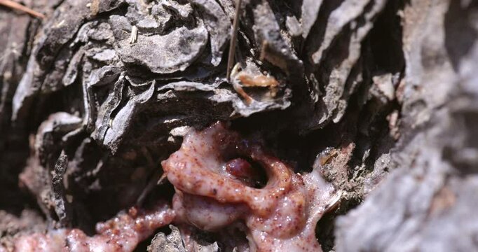 Pitch Tube on a Pine Tree Created by a Pine Beetle. Strong evidence this tree might be infected.