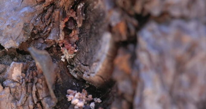 Pitch Tube on a Pine Tree Created by a Pine Beetle. Strong evidence this tree might be infected.