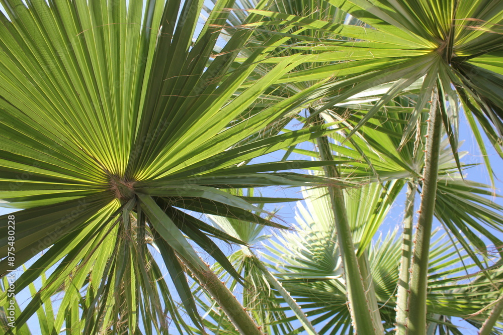 Wall mural tropical background palm branches leaves green summer