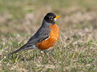 Close up portrait of a male American Robin in fresh spring plumage