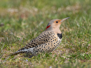 Adult female Northern Flicker feeding on the ground