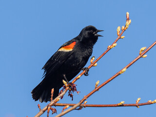Perched and singing male Red-winged Blackbird contrasting with a deep blue sky in the background