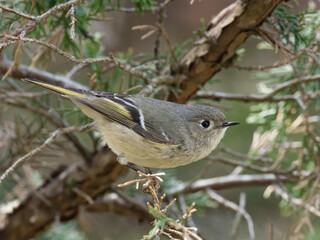 Close up of a perched Ruby-crowned Kinglet