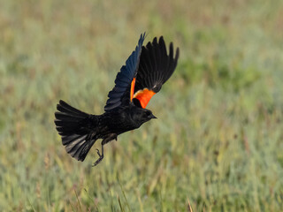 Male Red-winged Blackbird in flight showing red and yellow shoulder patches