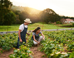 Nature, couple and farming together, tablet and love for sustainability, woman and man in morning. Working, crops and growth of vegetable for harvest, teamwork and farmer for agriculture in USA
