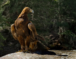 Kyrgyzstan. Portrait of a Golden Eagle sitting on the taiga rocks in one of the many mountain gorges of Lake Issyk-Kul.