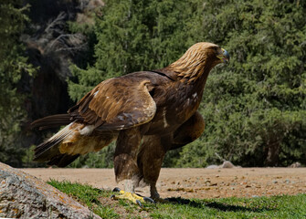 Kyrgyzstan. Portrait of a Golden Eagle sitting on the taiga rocks in one of the many mountain gorges of Lake Issyk-Kul.