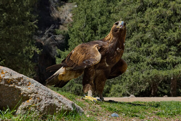 Kyrgyzstan. Portrait of a Golden Eagle sitting on the taiga rocks in one of the many mountain gorges of Lake Issyk-Kul.