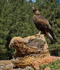 Kyrgyzstan. Portrait of a Golden Eagle sitting on the taiga rocks in one of the many mountain gorges of Lake Issyk-Kul.