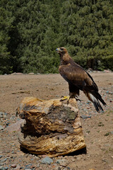 Kyrgyzstan. Portrait of a Golden Eagle sitting on the taiga rocks in one of the many mountain gorges of Lake Issyk-Kul.