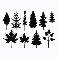 Obraz premium various maple field leaf silhouettes on a white background isolated 