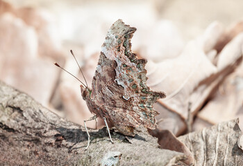 Brown butterfly sitting on a log. Butterfly perched on a tree branch.  The butterfly is the main focus of the image, and it is resting on the log