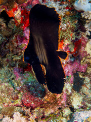 Juvenile pinnate spadefish on coral reef near Bohol, Philippines.  Underwater photography and travel.