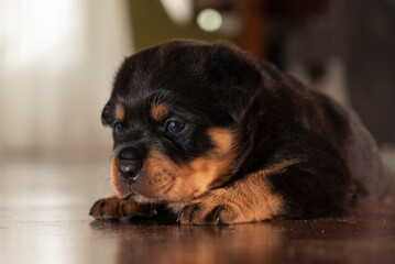 Fototapeta premium Rottweiler puppy with a soulful look, beautiful baby recently born and sitting on the floor, Little puppy with sad eyes