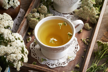 Yarrow tea in a cup with fresh blooming Achillea milefolium plant