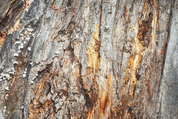 Surface of the tree bark is rugged and peppered with many holes. Detailed view of rotten tree bark