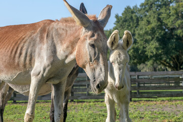 Standard Donkey Jenny with foal close