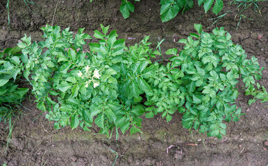 Green blooming potato plant, view from above around Tienen, Belgium