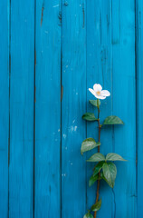 A blue wooden wall adorned with white flowers, offering a minimal and creative advertising concept with ample copy space for a company logo.