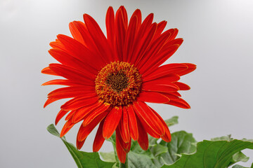Red gerbera flower with green leaves closeup against white.
