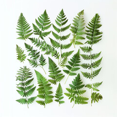 Obraz premium ferns arranged in an orderly fashion on white background.Flat lay 