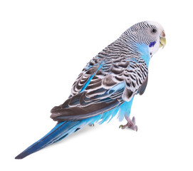 Beautiful bright parrot on white background. Exotic pet