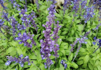 Purple flower on natural background. Purple flower in natural environment.