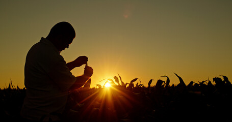 Silhouette of a farmer studying corn sprouts at sunset.