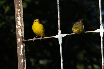 The true canary or land canary, not to be confused with the canary or domestic canary, belongs to the Thraupidae family and is a bird with an orange color on the forehead and face, a lemon-yellow body