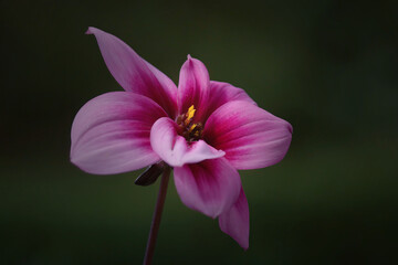 Pink dahlia