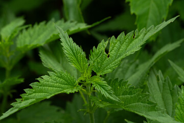 Green foliage of stinging nettle in closeup.