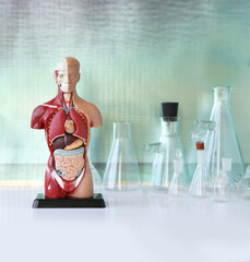 anatomical model of the human body