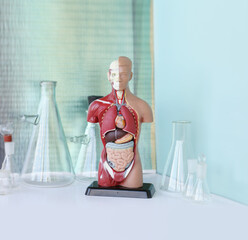 anatomical model of the human body