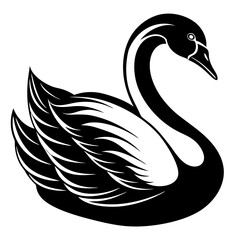 black and white swan