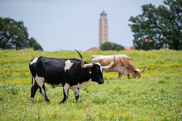 Longhorn cattle with long, curved horns walking through a grassy pasture full of bright, yellow flowers and a tallk building spire in the background on a warm, summer afternoon.