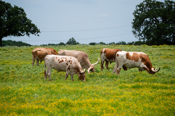 A herd of orange, brown, and white Longhorn cattle grazing in a ranch pasture with bright, yellow flowers blooming in the grass.