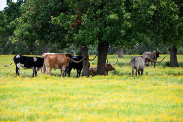 A herd Longhorn cattle grazing and relaxing in a pasture full of yellow flowers and trees offering shade to cool off under.