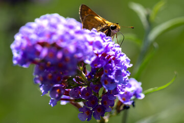 butterfly on lavender