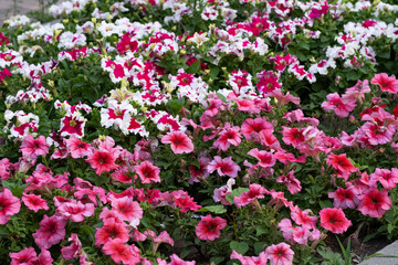 Colorful petunias in the garden. Selective focus.