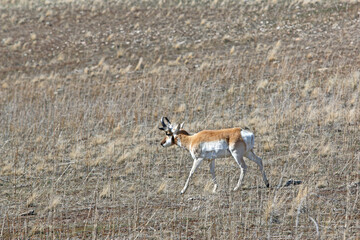 Pronghorn antelope on Antelope Island, Utah	