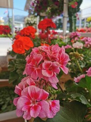 Pink flowers on natural background. Pink flowers in natural environment.