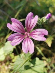 Purple flower on natural background. Purple flower in natural environment.