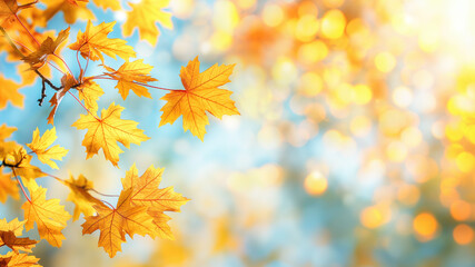Obraz premium Maple leaves in autumn sunny day