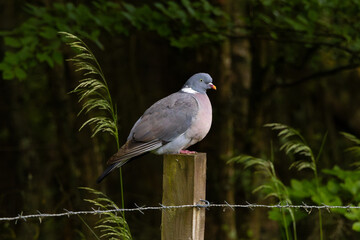 Woodpigeon sits on a wooden pole. Highlands, Scotland