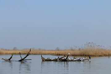 Birds on a branch in the lake