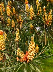 pine cones on the tree