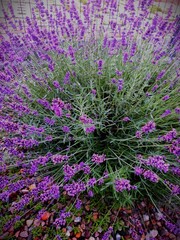 Beautiful lavender in old garden have blossoms,