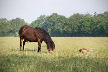 Exmoor Pony with sleeping foal