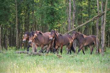 Herd of Exmoor Pony's
